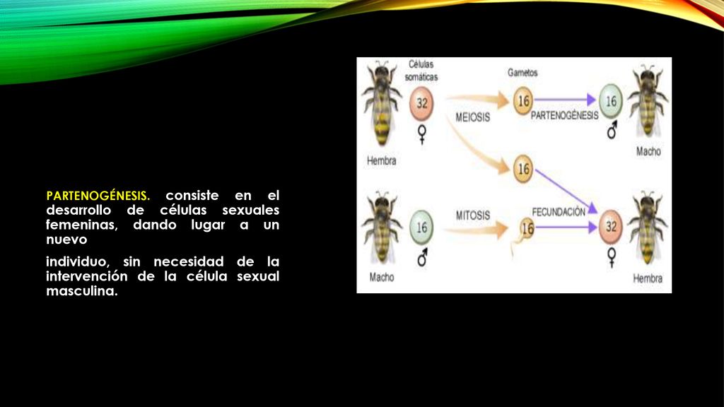 PARTENOGÉNESIS. consiste en el desarrollo de células sexuales femeninas, dando lugar a un nuevo