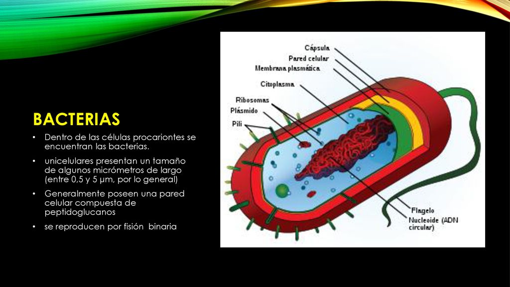 BACTERIAS Dentro de las células procariontes se encuentran las bacterias.