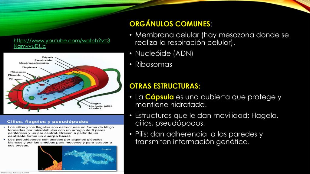 La Cápsula es una cubierta que protege y mantiene hidratada.