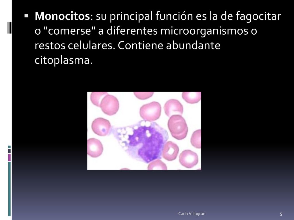 Monocitos: su principal función es la de fagocitar o comerse a diferentes microorganismos o restos celulares. Contiene abundante citoplasma.