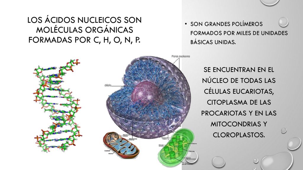 Los ácidos nucleicos son moléculas orgánicas formadas por C, H, O, N, P.