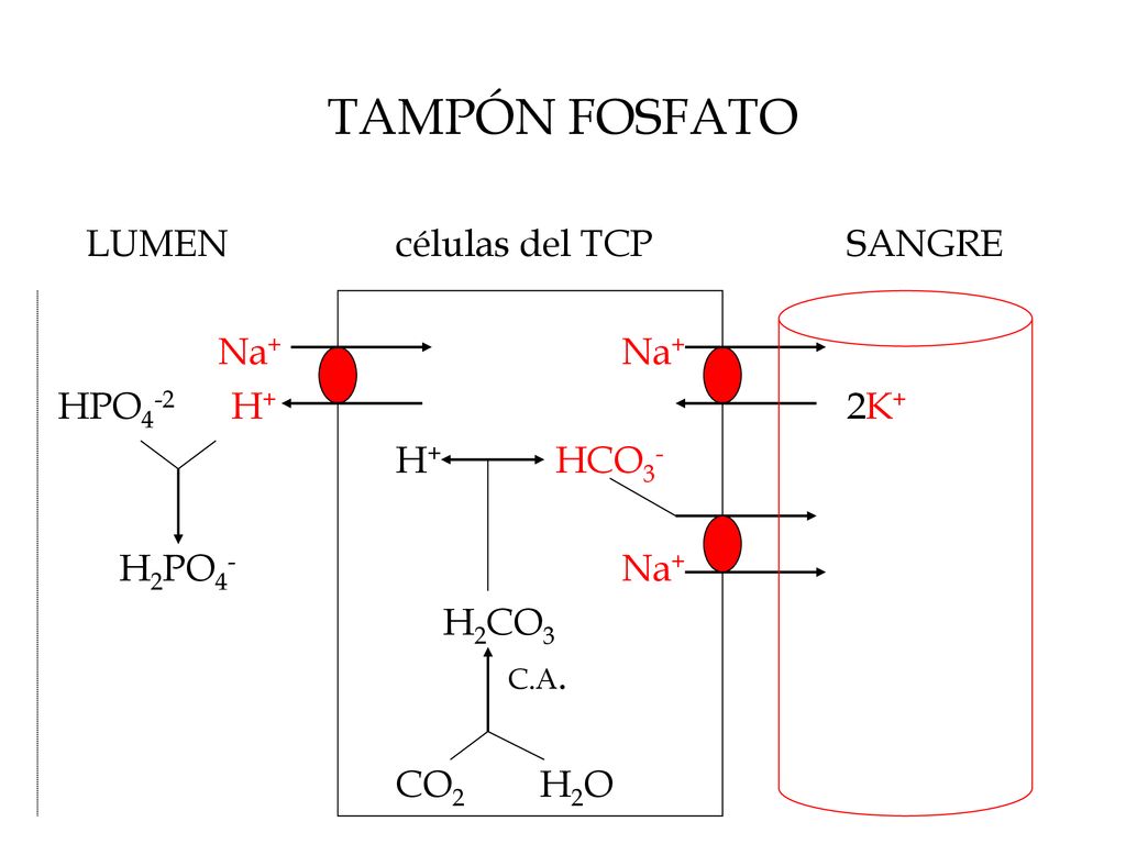 TAMPÓN FOSFATO LUMEN células del TCP SANGRE Na+ Na+ HPO4-2 H+ 2K+