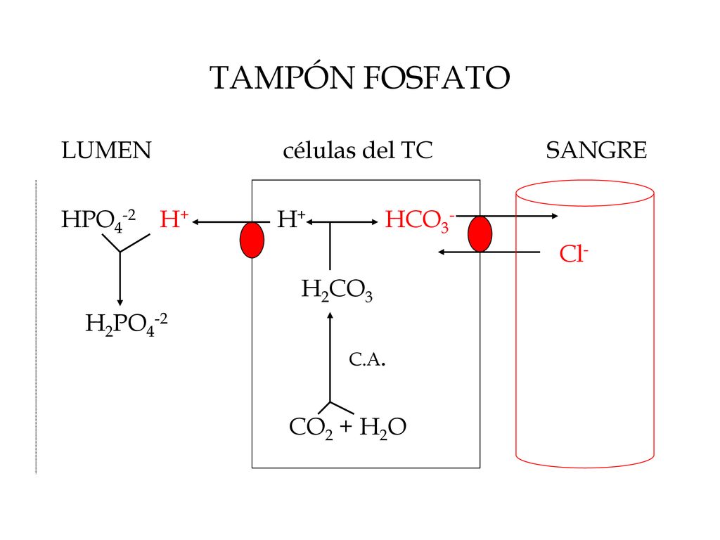 TAMPÓN FOSFATO LUMEN células del TC SANGRE HPO4-2 H+ H+ HCO3- Cl-