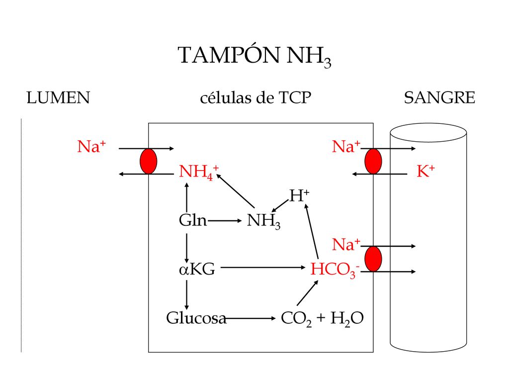 TAMPÓN NH3 LUMEN células de TCP SANGRE Na+ Na+ NH4+ K+ H+ Gln NH3 Na+