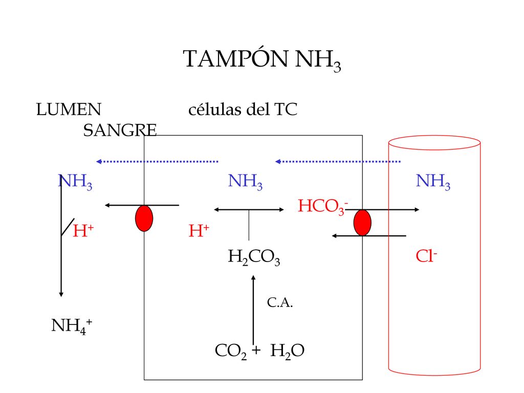 TAMPÓN NH3 LUMEN células del TC SANGRE NH3 NH3 NH3 HCO3- H+ H+