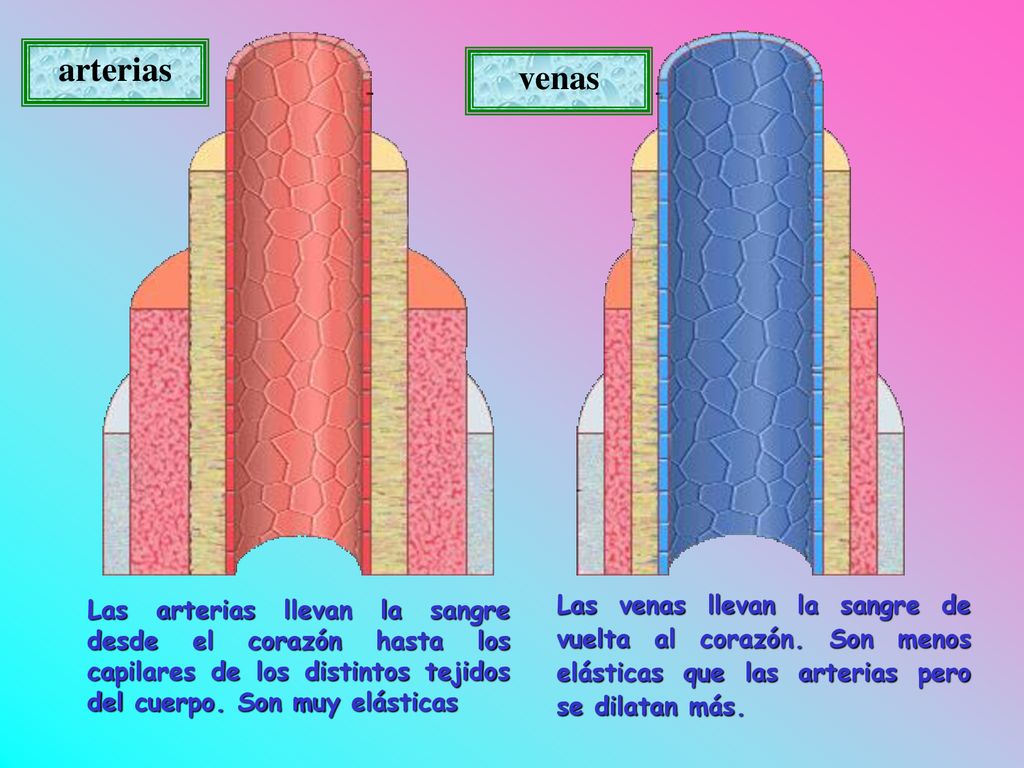 arterias venas. Las arterias llevan la sangre desde el corazón hasta los capilares de los distintos tejidos del cuerpo. Son muy elásticas.