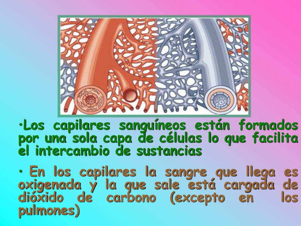 Los capilares sanguíneos están formados por una sola capa de células lo que facilita el intercambio de sustancias