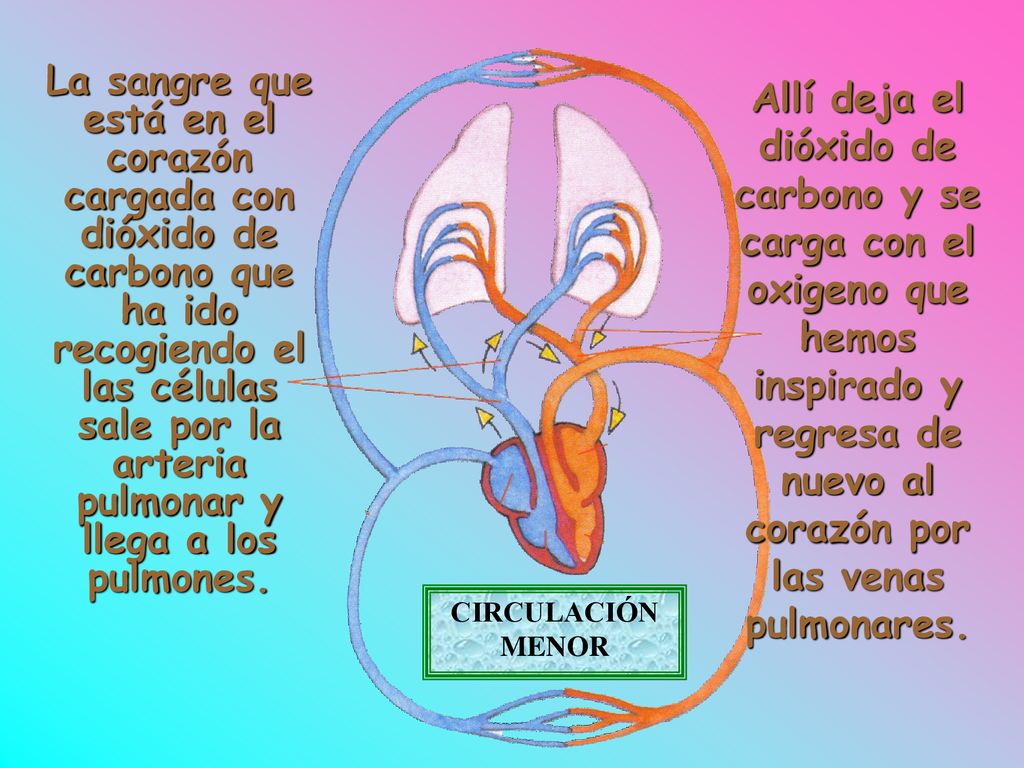 La sangre que está en el corazón cargada con dióxido de carbono que ha ido recogiendo el las células sale por la arteria pulmonar y llega a los pulmones.