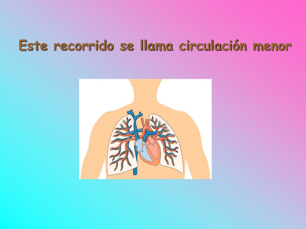 Este recorrido se llama circulación menor
