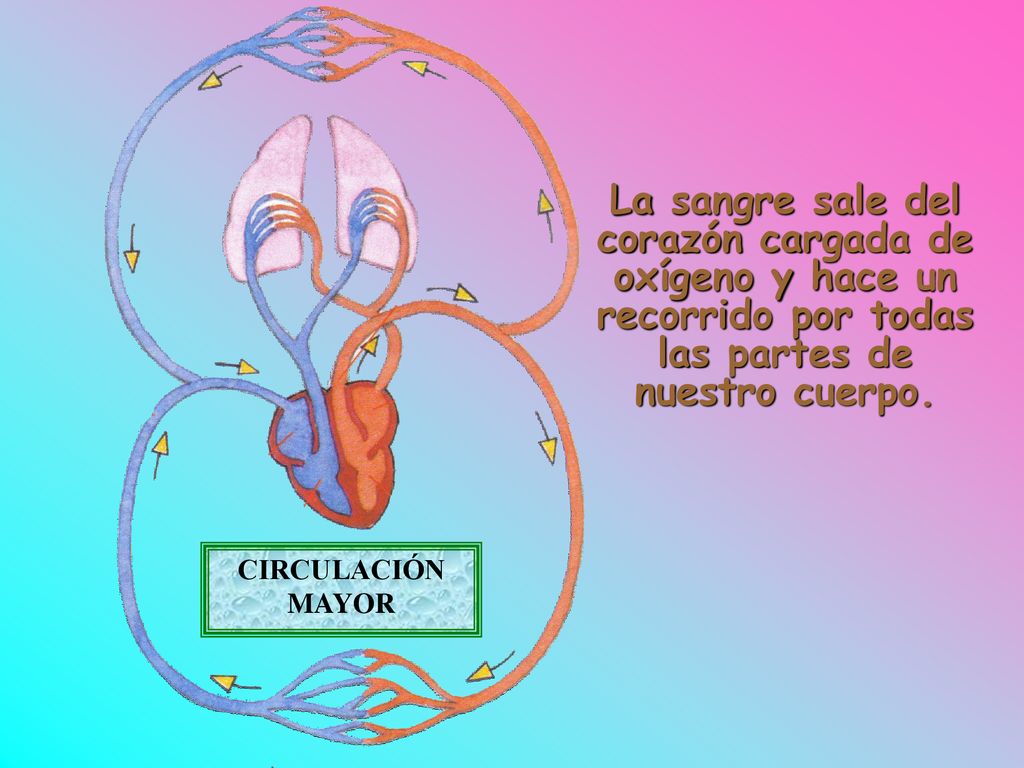 La sangre sale del corazón cargada de oxígeno y hace un recorrido por todas las partes de nuestro cuerpo.
