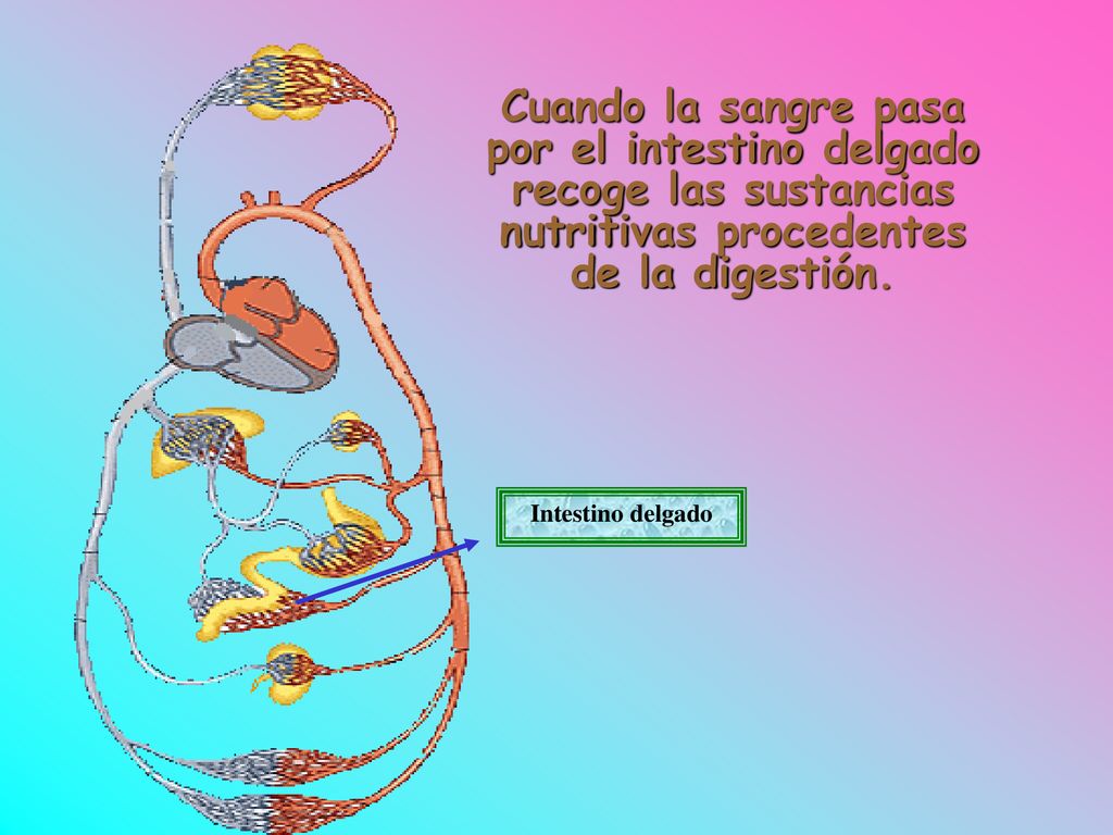 Cuando la sangre pasa por el intestino delgado recoge las sustancias nutritivas procedentes de la digestión.