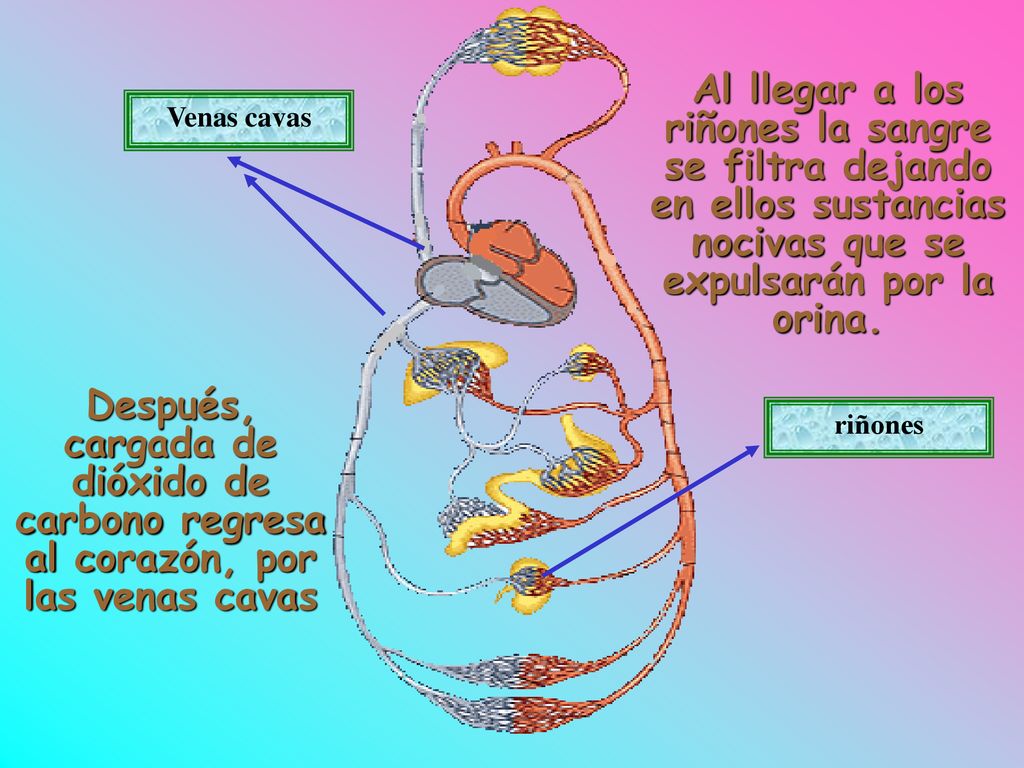 Al llegar a los riñones la sangre se filtra dejando en ellos sustancias nocivas que se expulsarán por la orina.