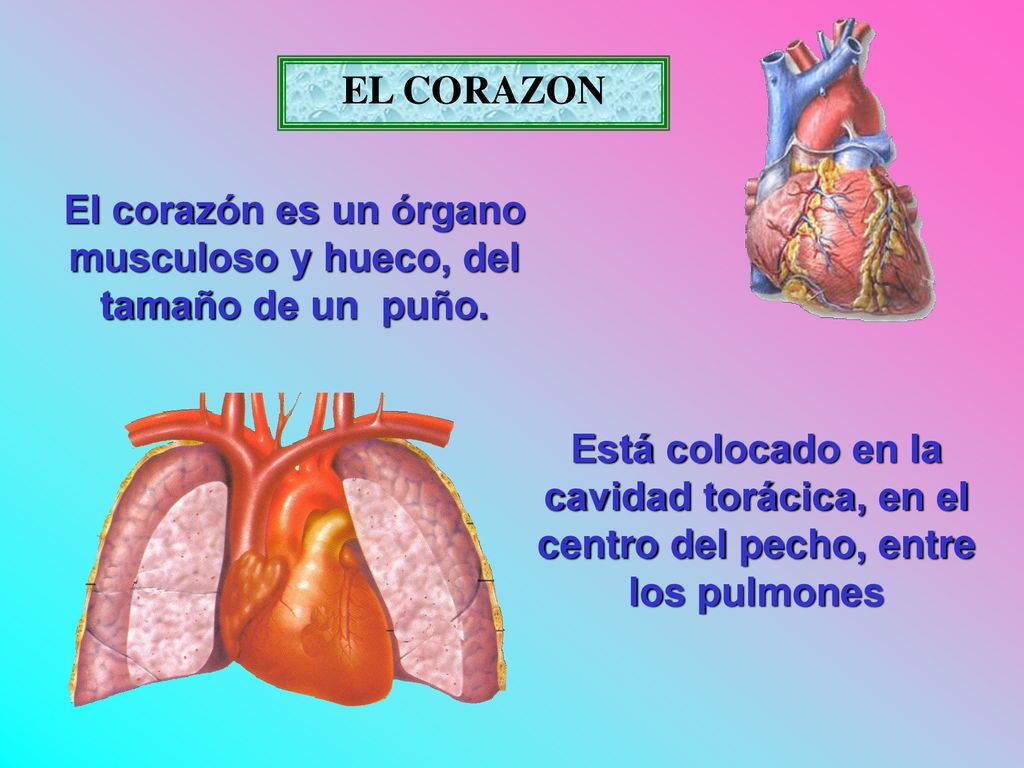 El corazón es un órgano musculoso y hueco, del tamaño de un puño.