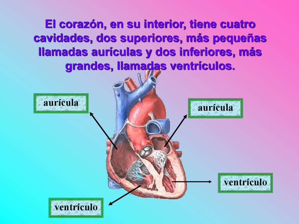 El corazón, en su interior, tiene cuatro cavidades, dos superiores, más pequeñas llamadas aurículas y dos inferiores, más grandes, llamadas ventrículos.