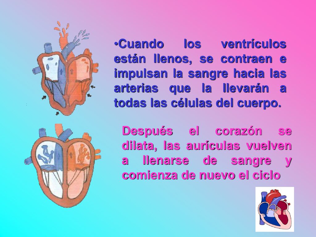 Cuando los ventrículos están llenos, se contraen e impulsan la sangre hacia las arterias que la llevarán a todas las células del cuerpo.