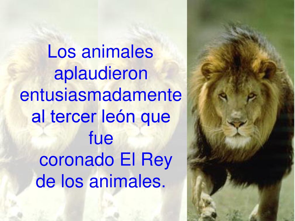 Los animales aplaudieron entusiasmadamente al tercer león que fue coronado El Rey de los animales.