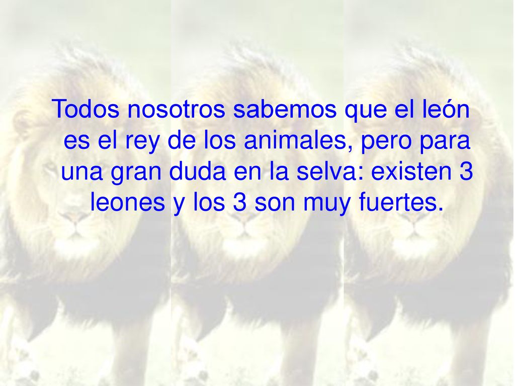 Todos nosotros sabemos que el león es el rey de los animales, pero para una gran duda en la selva: existen 3 leones y los 3 son muy fuertes.