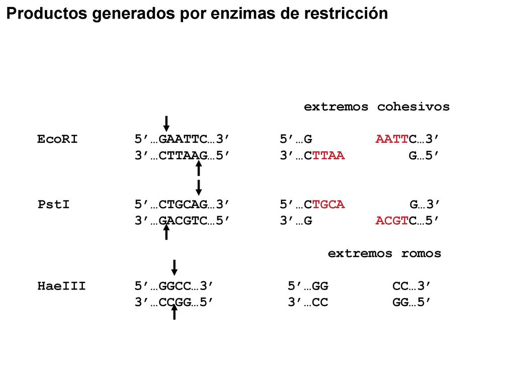 Productos generados por enzimas de restricción