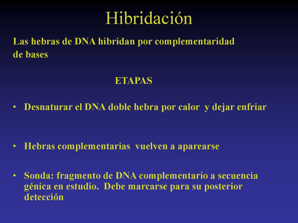 Hibridación Las hebras de DNA hibridan por complementaridad de bases