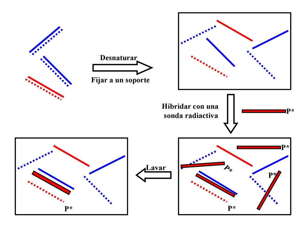 Desnaturar Fijar a un soporte Hibridar con una sonda radiactiva P* P* Lavar P* P* P* P*