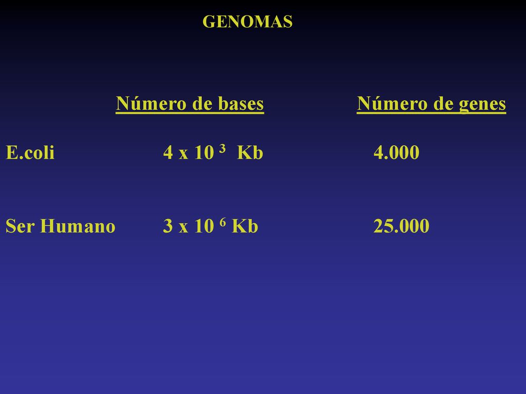 Número de bases Número de genes E.coli 4 x 10 3 Kb 4.000