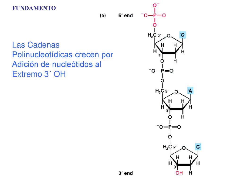 Polinucleotídicas crecen por Adición de nucleótidos al Extremo 3´ OH