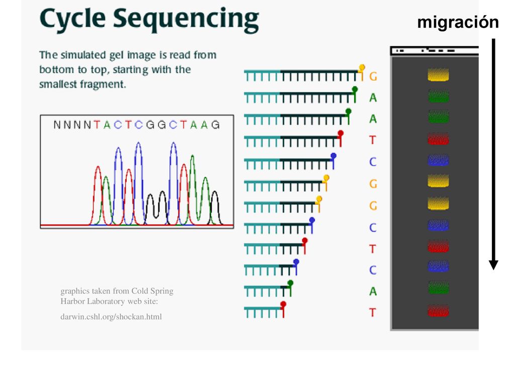 migración graphics taken from Cold Spring Harbor Laboratory web site: