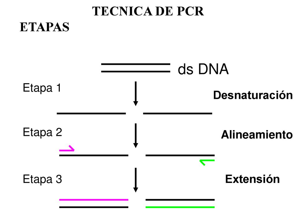 ds DNA TECNICA DE PCR ETAPAS Etapa 1 Desnaturación Etapa 2