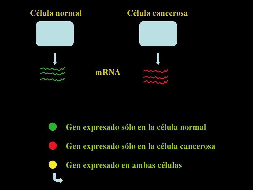 Célula normal Célula cancerosa. mRNA. Gen expresado sólo en la célula normal. Gen expresado sólo en la célula cancerosa.