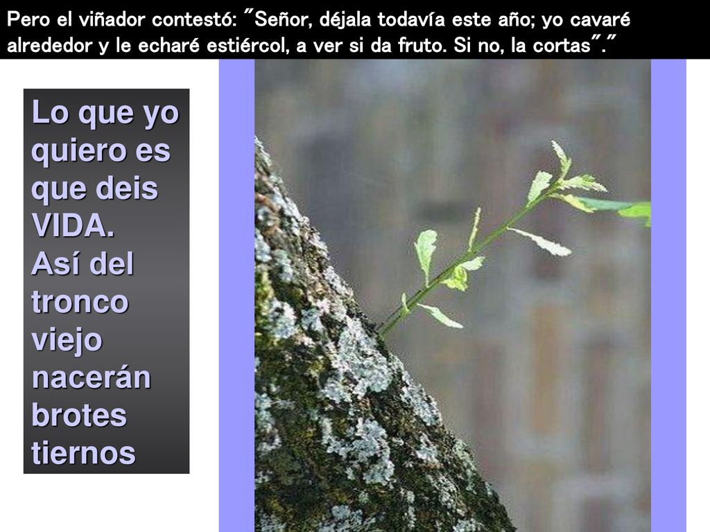 Pero el viñador contestó: Señor, déjala todavía este año; yo cavaré alrededor y le echaré estiércol, a ver si da fruto. Si no, la cortas .