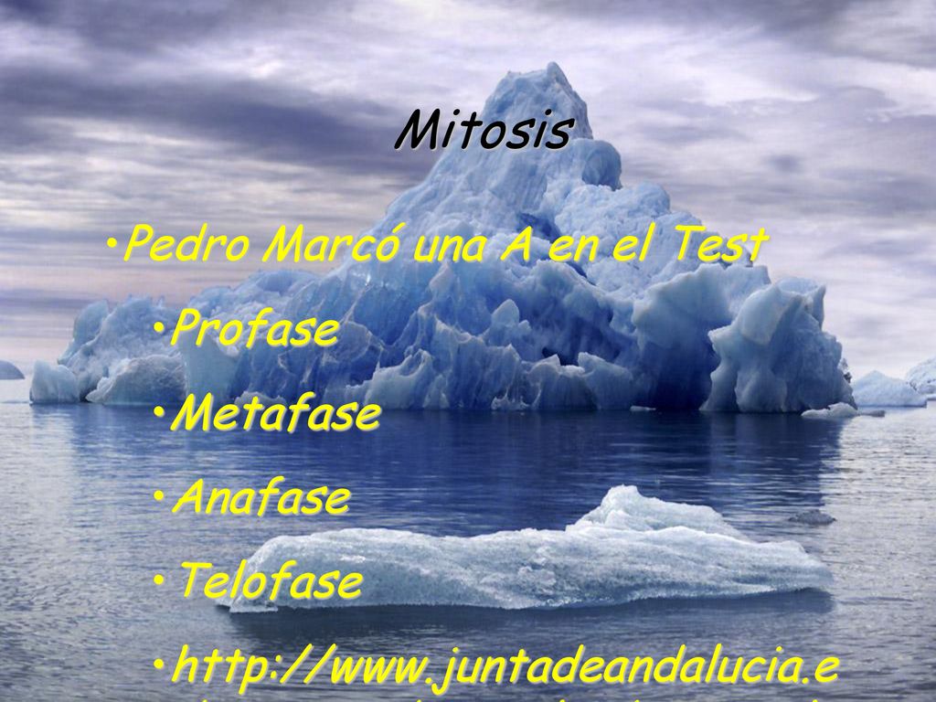 Mitosis Pedro Marcó una A en el Test Profase Metafase Anafase Telofase