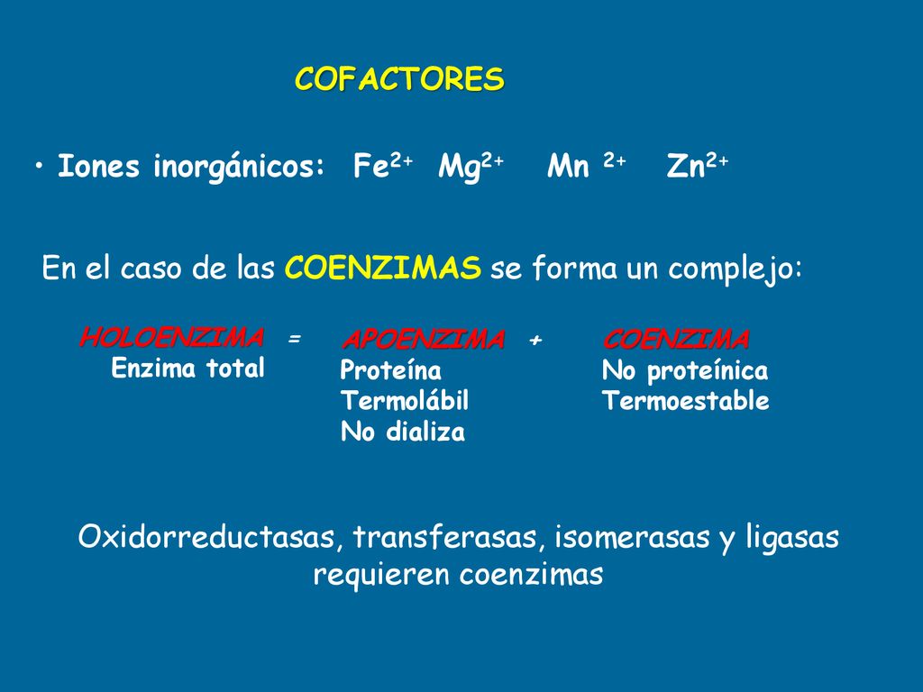 En el caso de las COENZIMAS se forma un complejo: