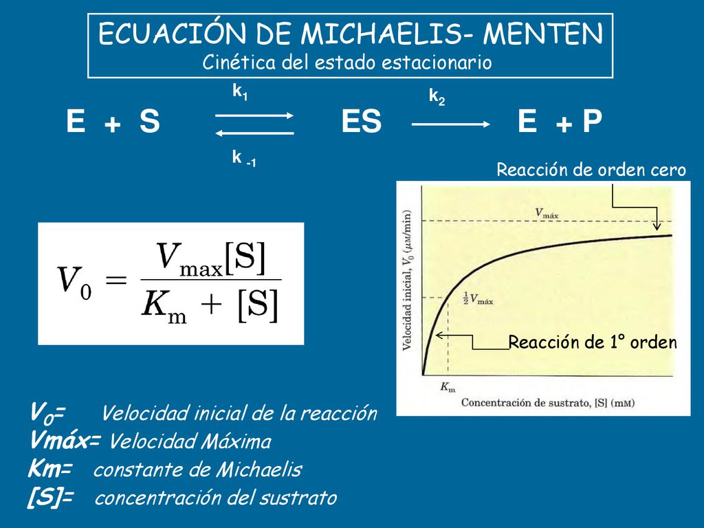 E + P ES E + S ECUACIÓN DE MICHAELIS- MENTEN