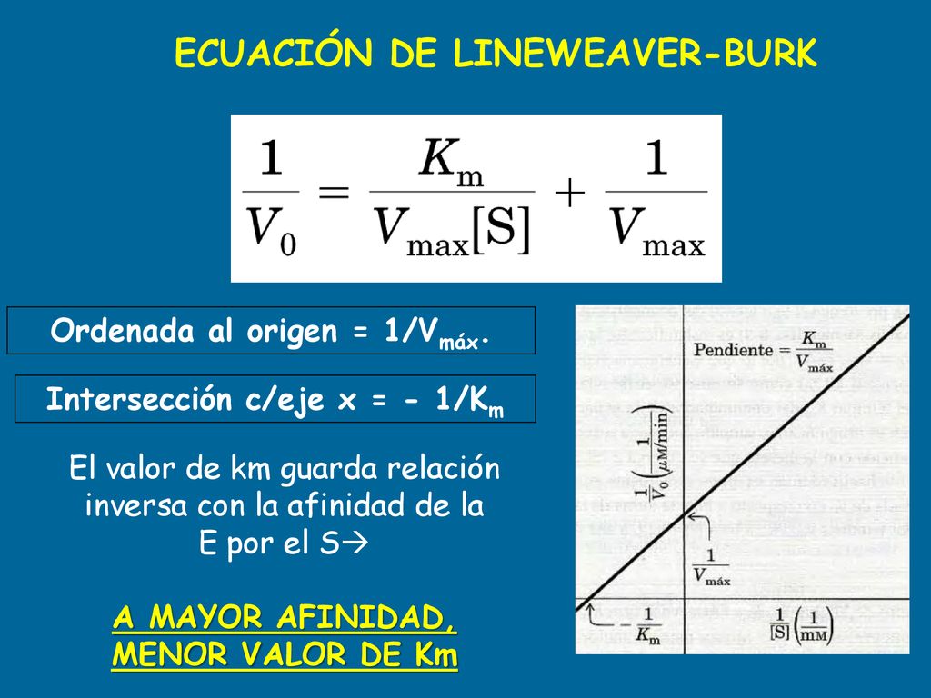 Ordenada al origen = 1/Vmáx. Intersección c/eje x = - 1/Km
