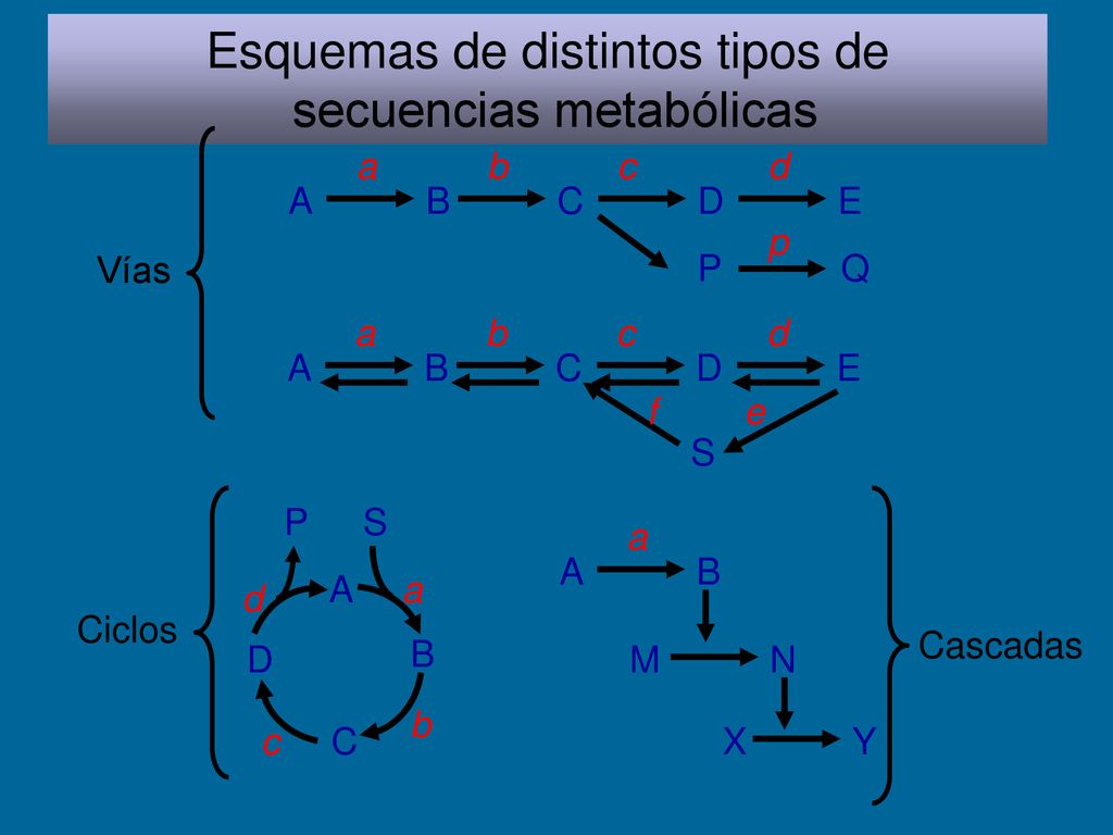 Esquemas de distintos tipos de secuencias metabólicas