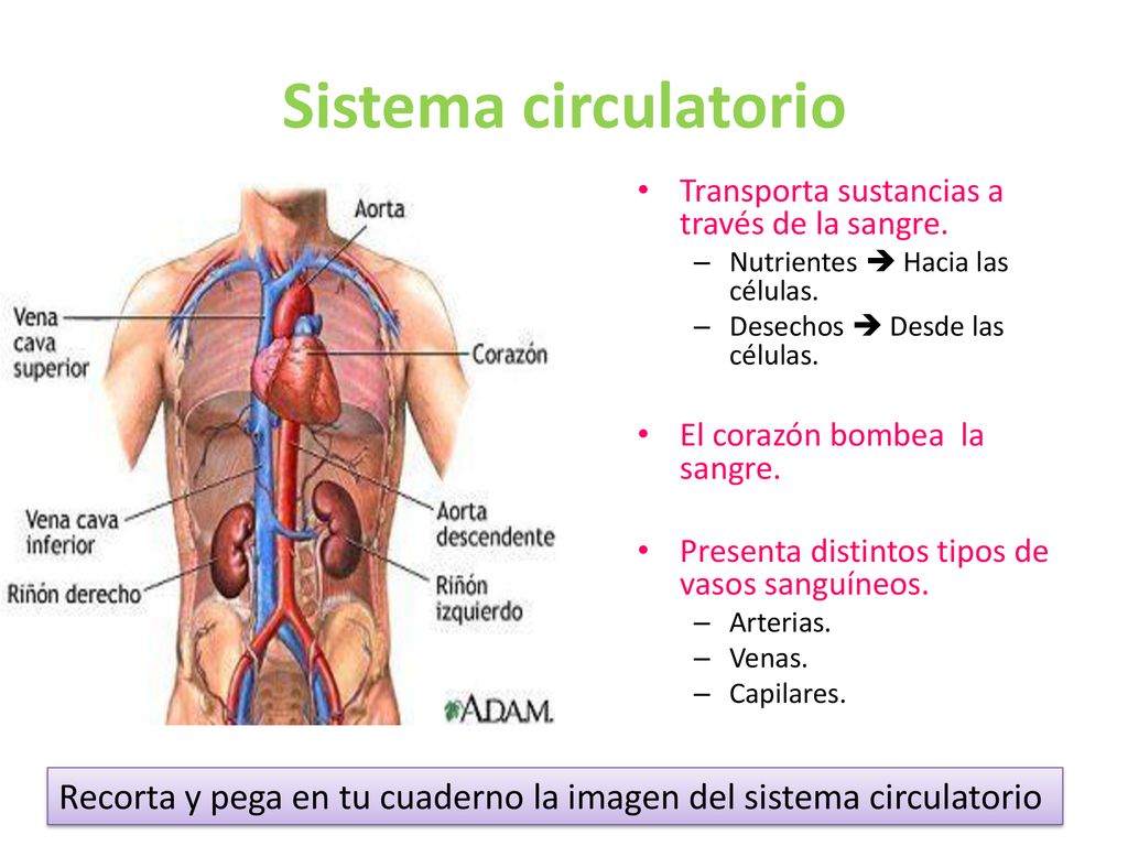 Sistema circulatorio Transporta sustancias a través de la sangre. Nutrientes  Hacia las células. Desechos  Desde las células.