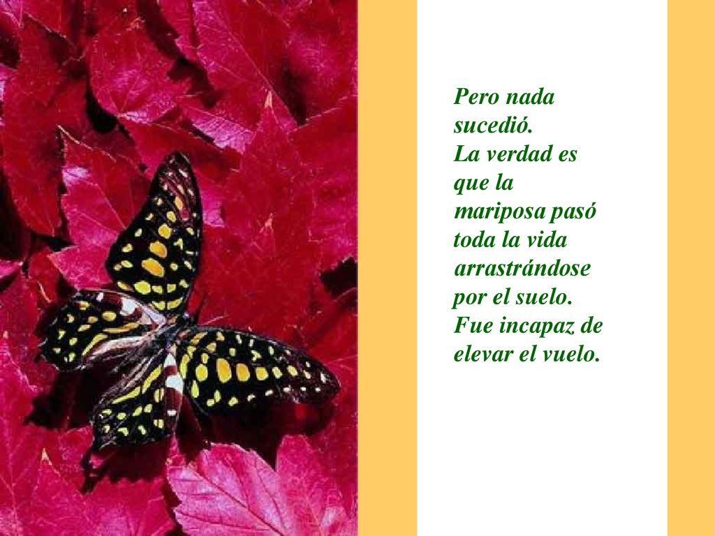 Pero nada sucedió. La verdad es que la mariposa pasó toda la vida arrastrándose por el suelo.