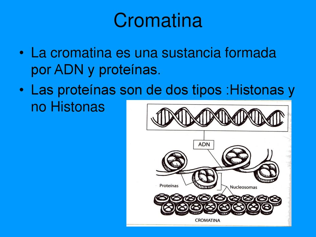 Cromatina La cromatina es una sustancia formada por ADN y proteínas.