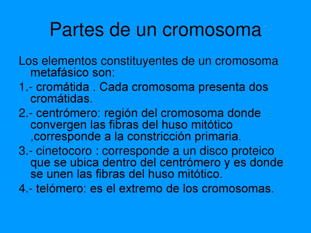 Partes de un cromosoma Los elementos constituyentes de un cromosoma metafásico son: 1.- cromátida . Cada cromosoma presenta dos cromátidas.