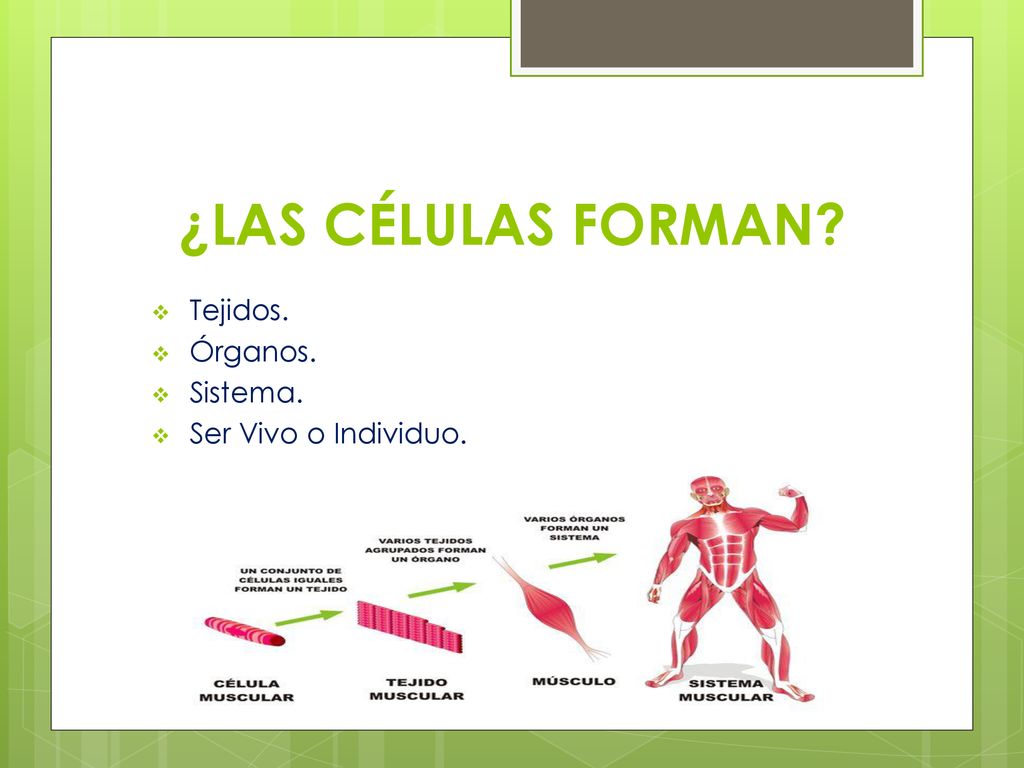 ¿LAS CÉLULAS FORMAN Tejidos. Órganos. Sistema. Ser Vivo o Individuo.