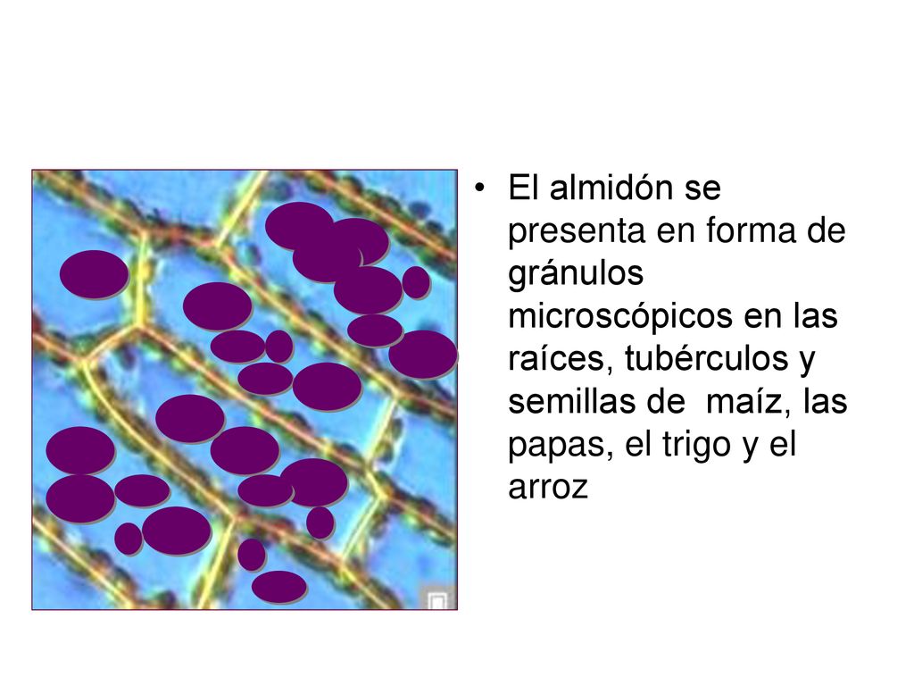 El almidón se presenta en forma de gránulos microscópicos en las raíces, tubérculos y semillas de maíz, las papas, el trigo y el arroz