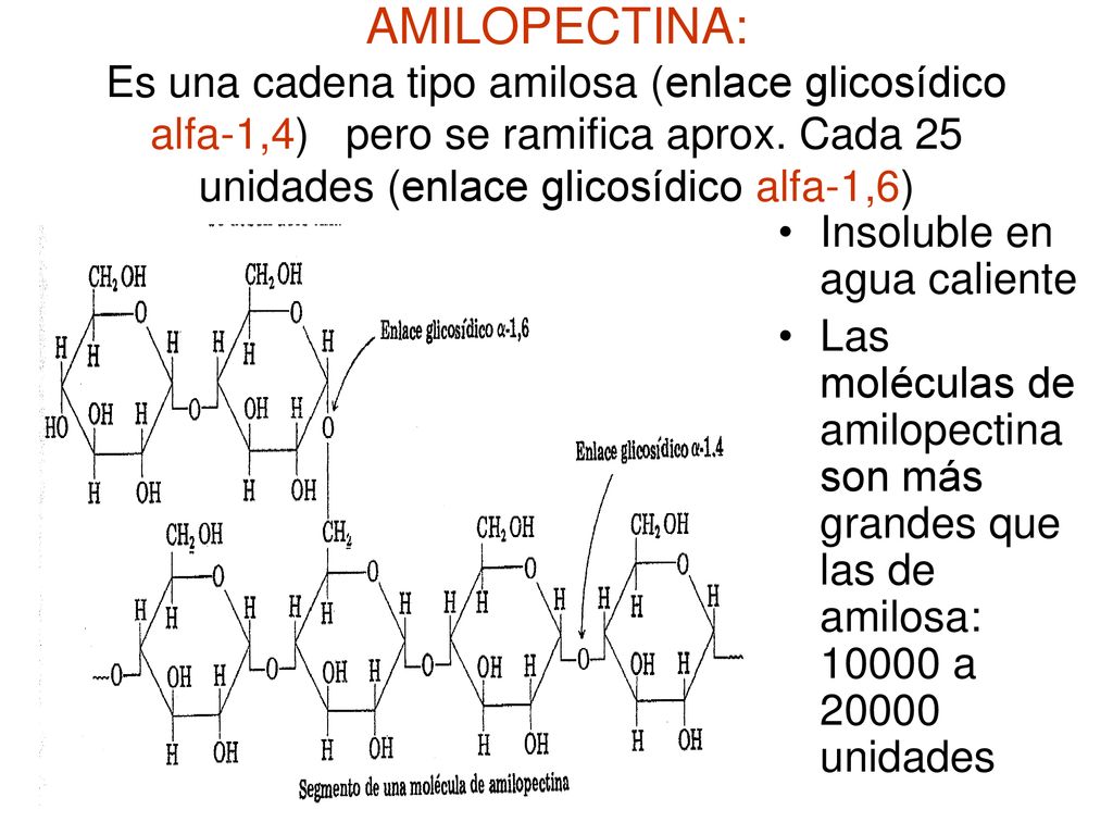 AMILOPECTINA: Es una cadena tipo amilosa (enlace glicosídico alfa-1,4) pero se ramifica aprox. Cada 25 unidades (enlace glicosídico alfa-1,6)