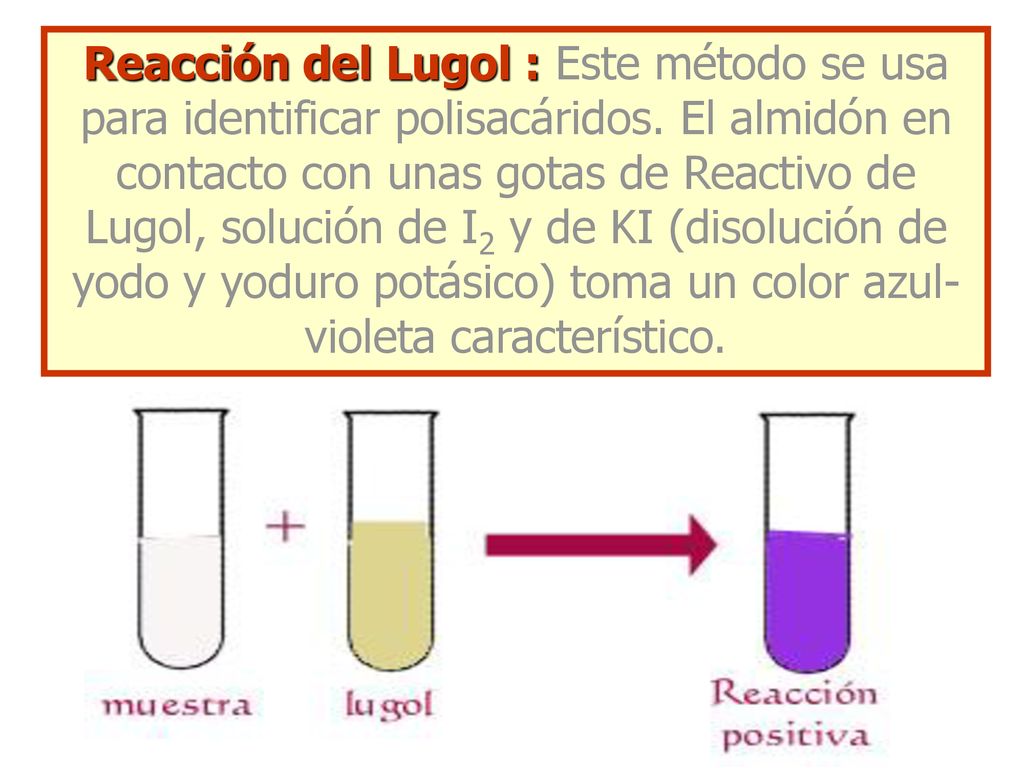 Reacción del Lugol : Este método se usa para identificar polisacáridos