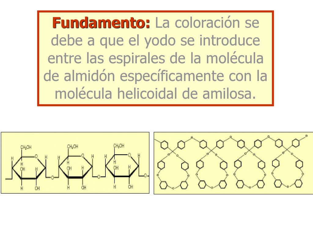 Fundamento: La coloración se debe a que el yodo se introduce entre las espirales de la molécula de almidón específicamente con la molécula helicoidal de amilosa.