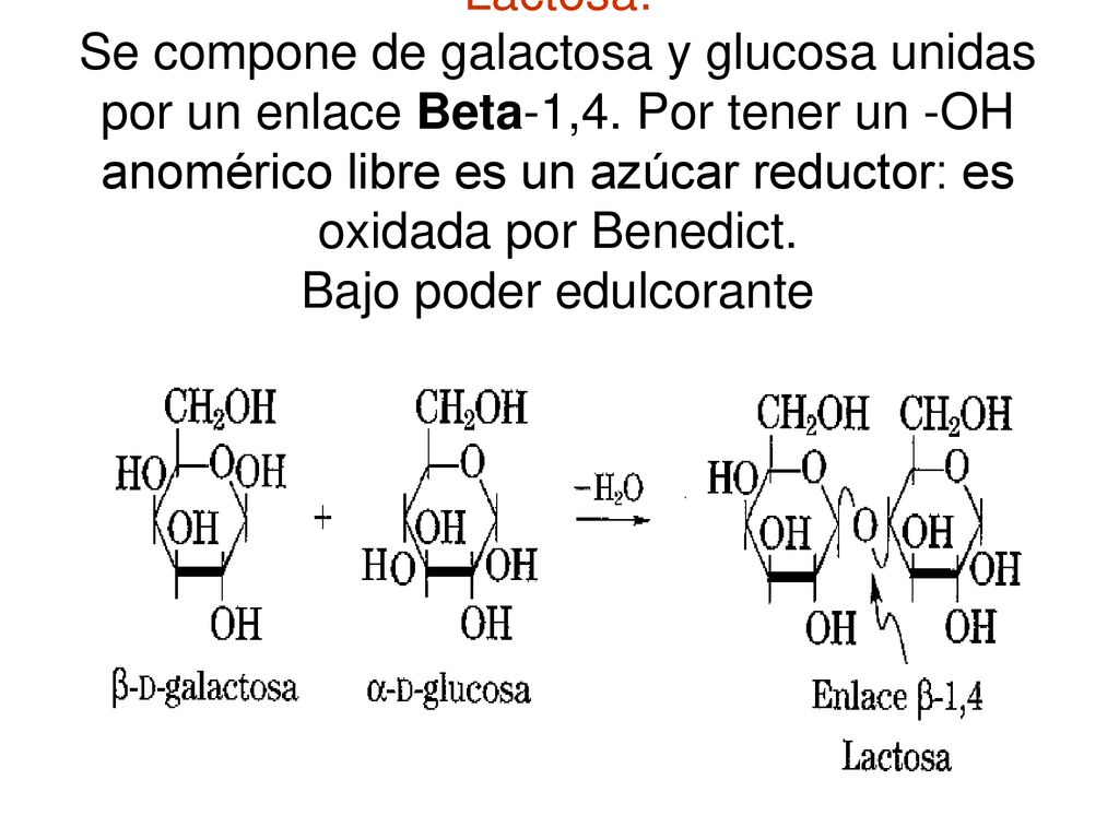 Lactosa: Se compone de galactosa y glucosa unidas por un enlace Beta-1,4.