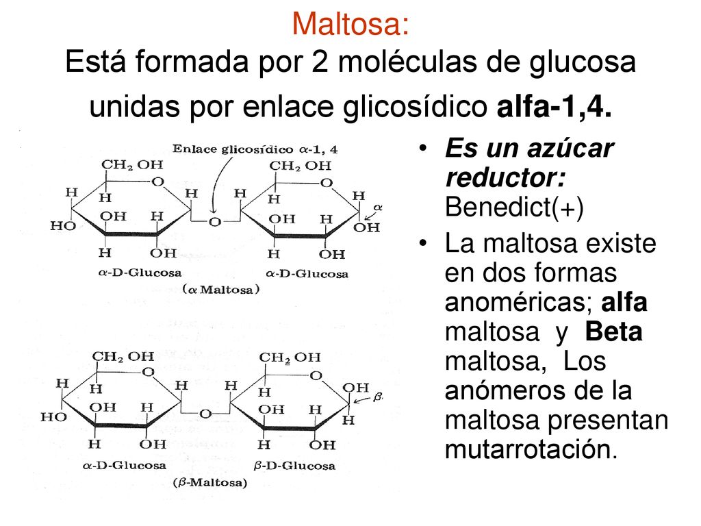Maltosa: Está formada por 2 moléculas de glucosa unidas por enlace glicosídico alfa-1,4.