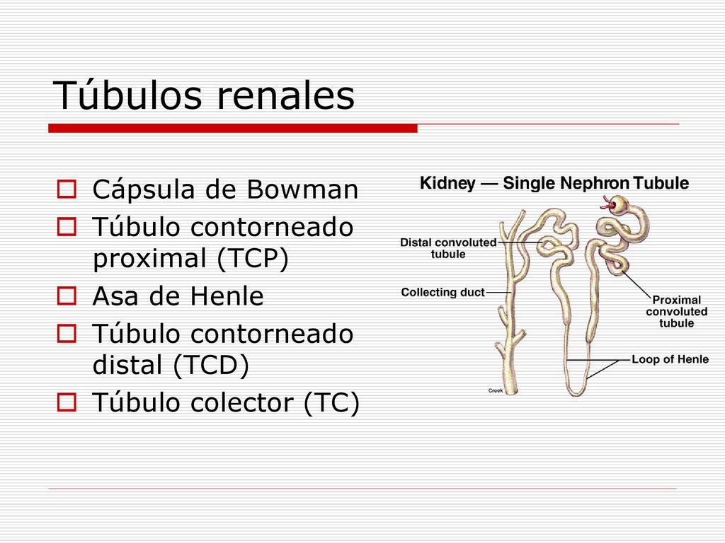 Túbulos renales Cápsula de Bowman Túbulo contorneado proximal (TCP)
