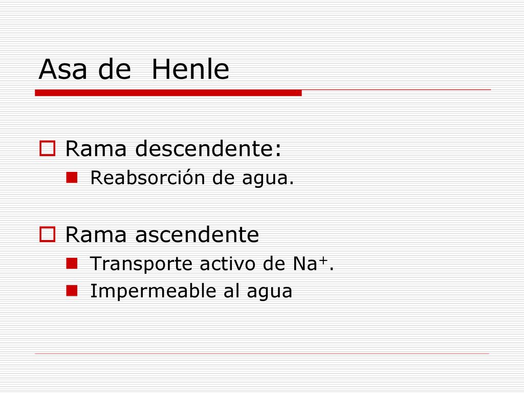 Asa de Henle Rama descendente: Rama ascendente Reabsorción de agua.