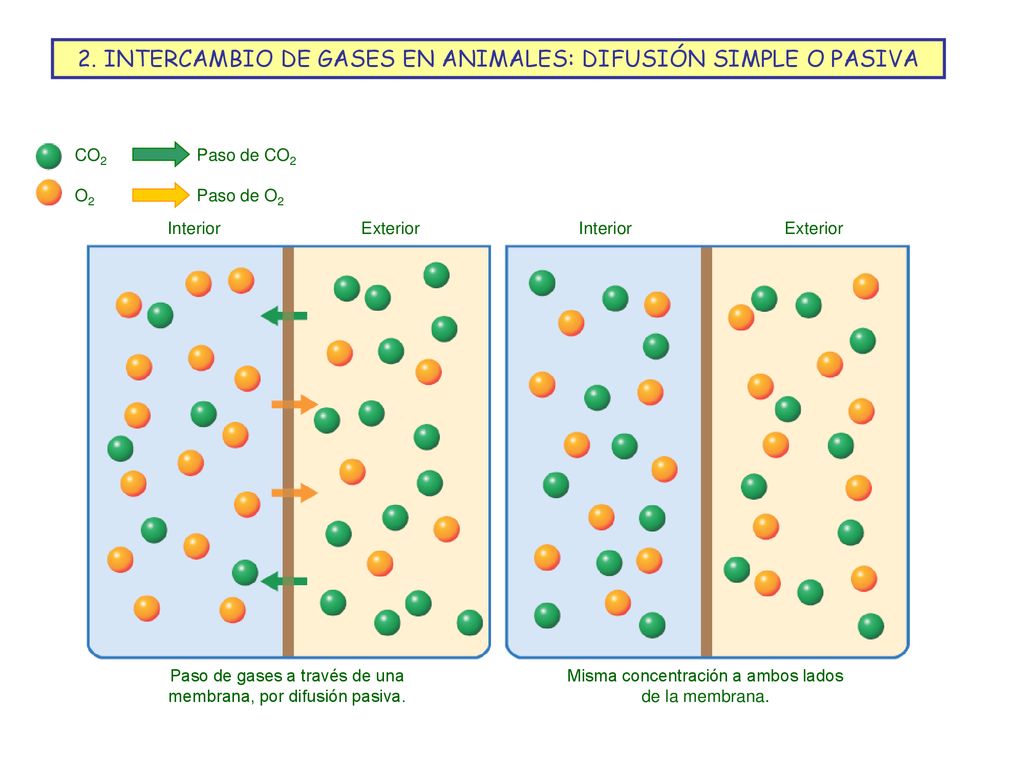 2. INTERCAMBIO DE GASES EN ANIMALES: DIFUSIÓN SIMPLE O PASIVA