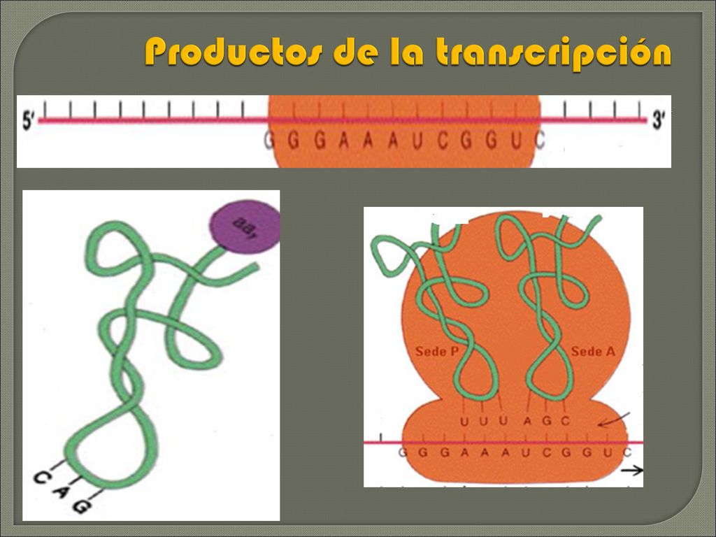 Productos de la transcripción
